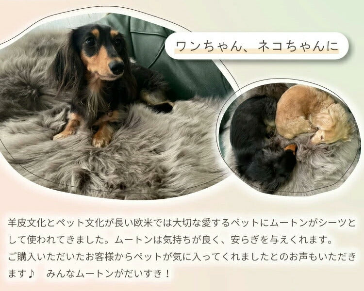 【数量限定】アウトレット 長毛 ムートンラグ 1匹 スプリングラム 原皮 オーストラリア産 ラグ 高品質 選べる16色 ムートン 原皮(代引不可)