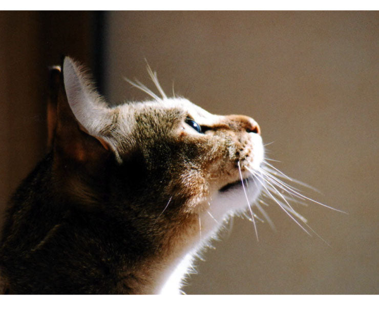 猫壱 脚付フードボウル Lサイズ ネイビー 滑り止めシリコン付き ハッピーダイニング 猫 餌皿 餌入れ ボウル 皿 猫用 磁器製 猫柄