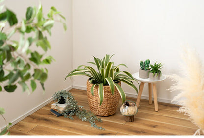 プランター 円型 7号用 プランター 鉢入れ アジアン 観葉植物 シンプル ウォーターヒヤシンス 雑貨 インテリア 室内 ブラウン 茶色 編み かご インテリア おしゃれ かわいい(代引不可)