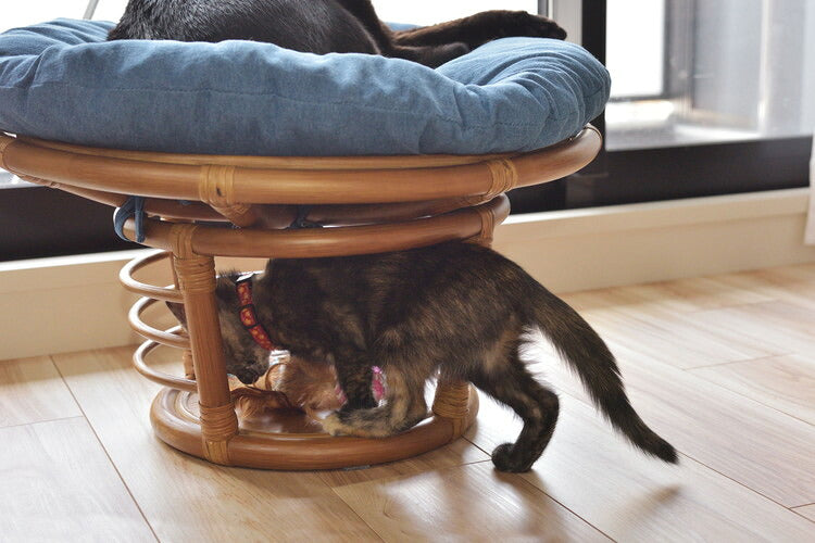 スツール ペットスツール 椅子 チェア ペット イヌ ネコ 犬 猫 クッション ラタン 収納 ゆったり おしゃれ リビング アニマル(代引不可)