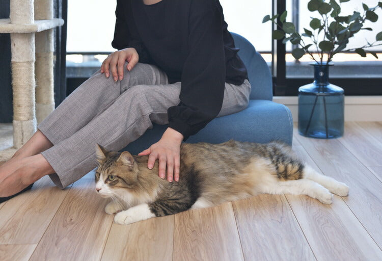 ペットソファ ソファ コンパクト ペット 犬 猫 うさぎ 脚付き ブルー ふっくら 椅子 ローソファ かわいい おしゃれ ペット用品(代引不可)