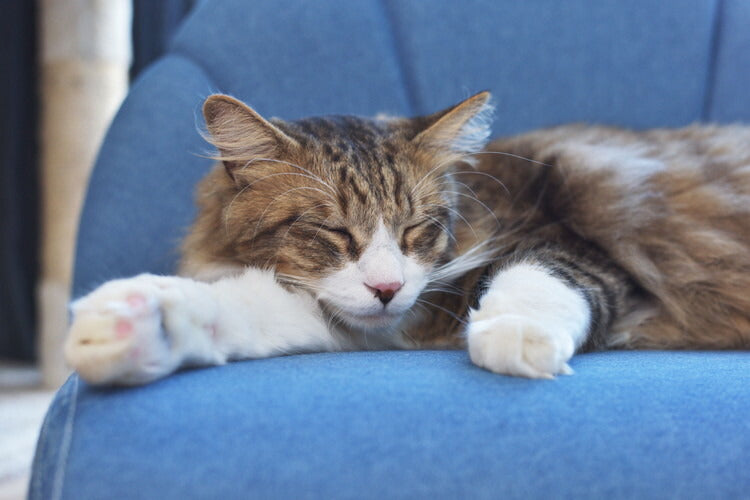 ペットソファ ソファ コンパクト ペット 犬 猫 うさぎ 脚付き ブルー ふっくら 椅子 ローソファ かわいい おしゃれ ペット用品(代引不可)