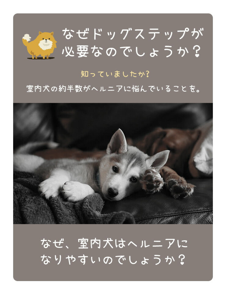 ドッグステップ4段 幅31cm ノンスリップ生地 カバー洗濯可能 軽量 コンパクト 組立簡単 ヘルニア 脱臼 予防 負担軽減 室内犬 小型犬 高齢犬 シニア犬