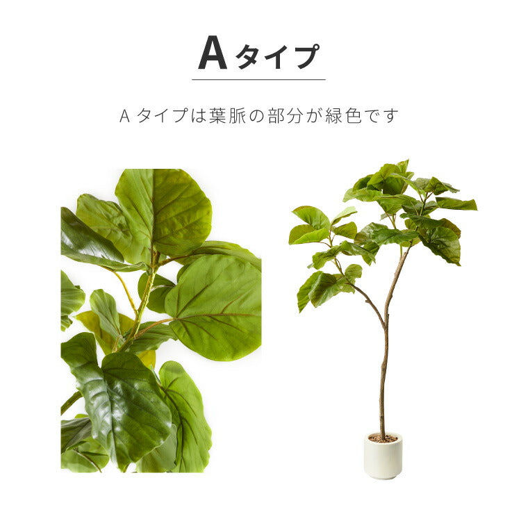 ウンベラータ 植物おすすめ 観葉植物 大型 おしゃれ 人工観葉植物
