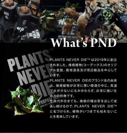 【plants never die】【正規販売店】 コンテナ W60cm×40cm×H17cm 折りたたみ ワンタッチ コンパクト 通気性 持ち手 積み重ね 植物柄 黒 ガーデニング 園芸 アウトドア おしゃれボックス かご
