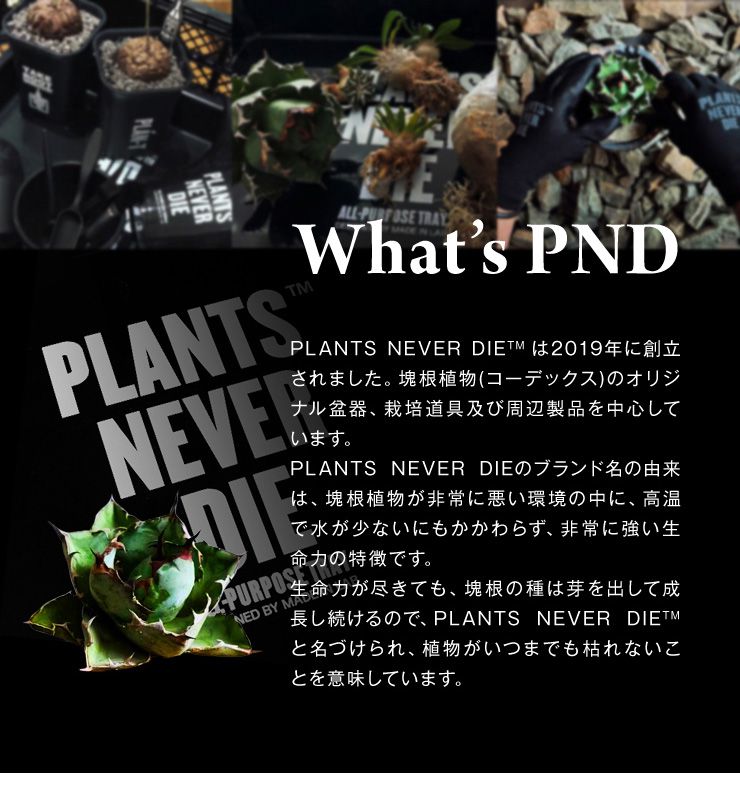 【plants never die】【正規販売店】 香港骨高鉢 W13.5cm×H14cm 鉢植え おしゃれ 骨 イラスト ブラック 径13.5 高さ14.0 陶器 ガーデニング 屋外 屋内 プランター 植木鉢 観葉植物 インテリア 雑貨