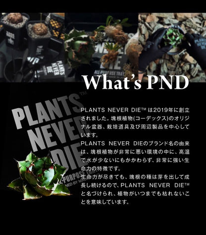 【plants never die】【正規販売店】 反戦鉢 W14.2cm×H10.5cm 鉢植え おしゃれ 骨 イラスト ブラック 径14.2 高さ10.5 陶器 ガーデニング 屋外 屋内 プランター 植木鉢 観葉植物 インテリア 雑貨 鉢
