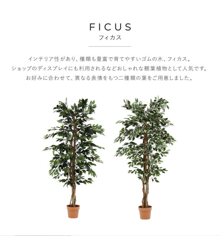 人工観葉植物 フィカス ハイタイプ ゴムの木 フェイクグリーン インテリアグリーン 造花 観葉植物 人工 フェイク グリーン(代引不可)
