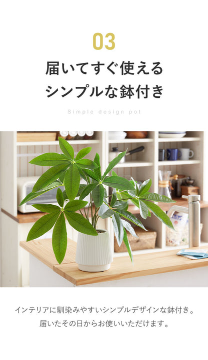 パキラ フェイクグリーン 観葉植物 フェイク 人工観葉植物 造花 インテリア リアル おしゃれ 鉢 お祝い 樹 木 室内 人気 玄関 リビング オフィス 部屋 シンプル(代引不可)