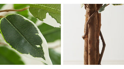 人工観葉植物 フィカス ロータイプ ゴムの木 フェイクグリーン インテリアグリーン 造花 観葉植物 人工 フェイク グリーン(代引不可)