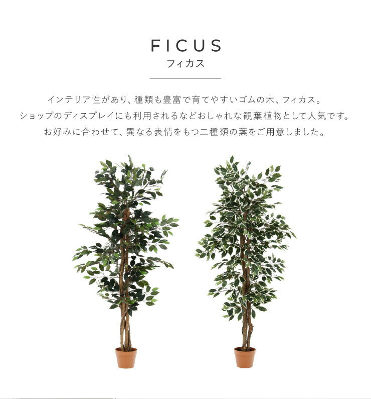 人工観葉植物 フィカス ロータイプ ゴムの木 フェイクグリーン インテリアグリーン 造花 観葉植物 人工 フェイク グリーン(代引不可)