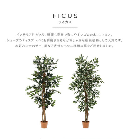 人工観葉植物 フィカス ロータイプ ゴムの木 フェイクグリーン インテリアグリーン 造花 観葉植物 人工 フェイク グリーン(代引不可)