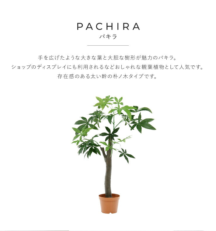 人工観葉植物 パキラ 朴の木タイプ フェイクグリーン インテリアグリーン 造花 観葉植物 鉢植え 人工 フェイク グリーン(代引不可)