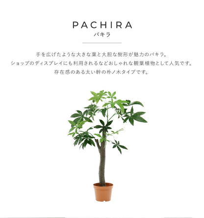 人工観葉植物 パキラ 朴の木タイプ フェイクグリーン インテリアグリーン 造花 観葉植物 鉢植え 人工 フェイク グリーン(代引不可)