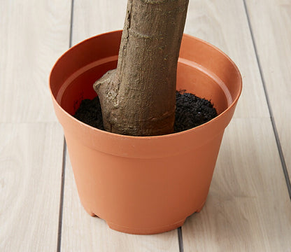 人工観葉植物 パキラ 朴の木タイプ フェイクグリーン インテリアグリーン 造花 観葉植物 鉢植え 人工 フェイク グリーン(代引不可)