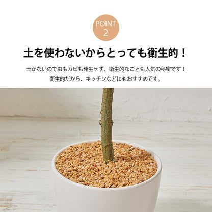 フェイクグリーン ウンベラータツリー 約150cm 抗菌 消臭 観葉植物 フェイク 光触媒 人工観葉植物 インテリア おしゃれ 鉢 植木 葉 枝 木 室内 玄関 リビング オフィス(代引不可)