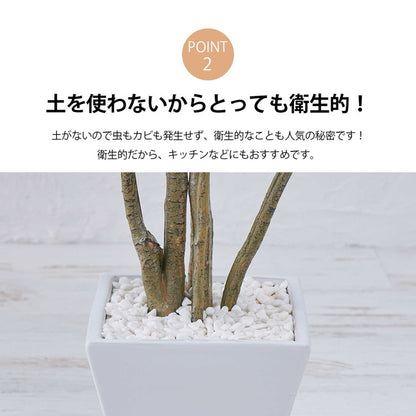 フェイクグリーン カボックツリー 約126cm 抗菌 消臭 観葉植物 フェイク 光触媒 人工観葉植物 インテリア おしゃれ 鉢 植木 葉 枝 木 室内 玄関 リビング オフィス 爽やか(代引不可)
