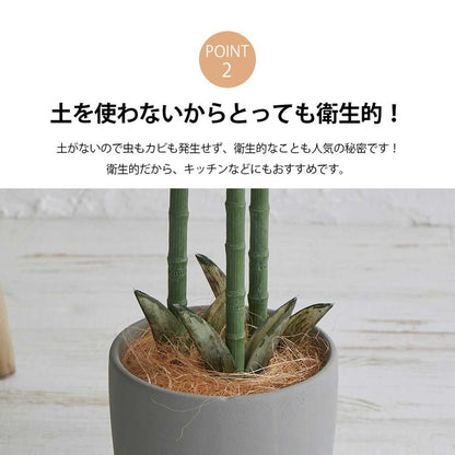 フェイクグリーン アレカヤシ 約170cm 抗菌 消臭 観葉植物 フェイク 光触媒 人工観葉植物 インテリア おしゃれ 鉢 植木 葉 枝 木 室内 玄関 リビング オフィス 爽やか(代引不可)