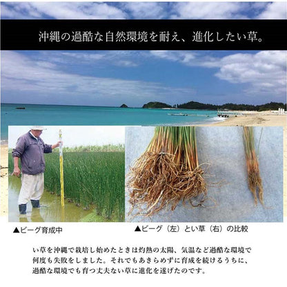 ラグ マット 128×200cm い草 夏用 沖縄ビーグ 調温 空気浄化 消臭 不織布 国産 日本製 インテリア おしゃれ オールシーズン 和室 カーペット 絨毯 じゅうたん 新生活 シンプル(代引不可)
