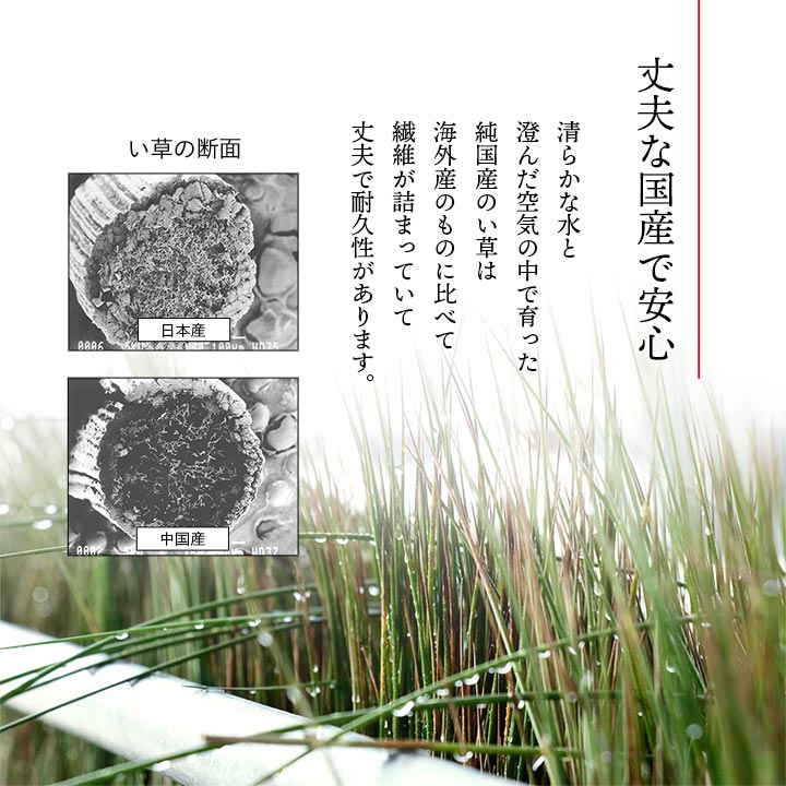 5枚組 日本製 い草 座布団 クッション モダン シンプル 人気柄 約55×55cm(代引不可)