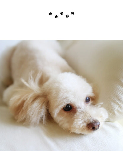 猫壱 犬用 脚付ウォーターボウル ハイタイプ 食器 犬用食器 ボウル 水飲み 水やり 給水器 ペット ペット用食器