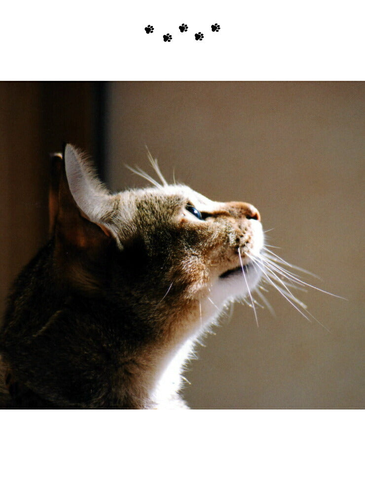 猫壱 猫用 脚付ウォーターボウル ハイタイプ 猫柄 食器 猫用食器 ボウル 水飲み 水やり 給水器 ペット ペット用食器