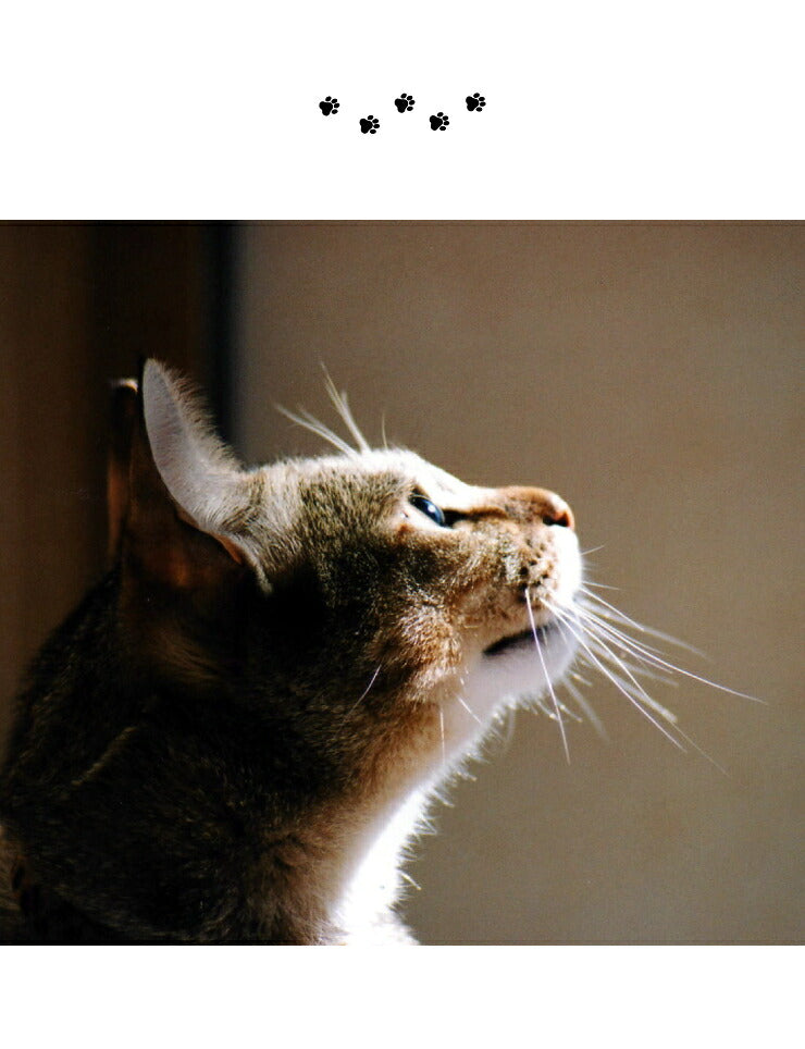 猫壱 猫用 脚付フードボウル レギュラー 猫柄 食器 猫用食器 ボウル エサ エサ皿 ペット ペット用食器