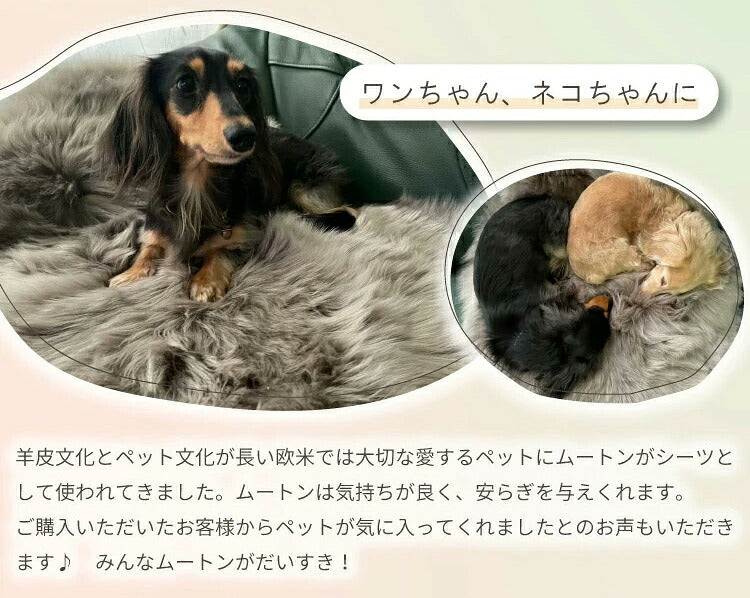 【数量限定】アウトレット 短毛 ムートンラグ 1匹 スプリングラム 原皮 オーストラリア産 ラグ 高品質 選べる16色 ムートン 原皮(代引不可)