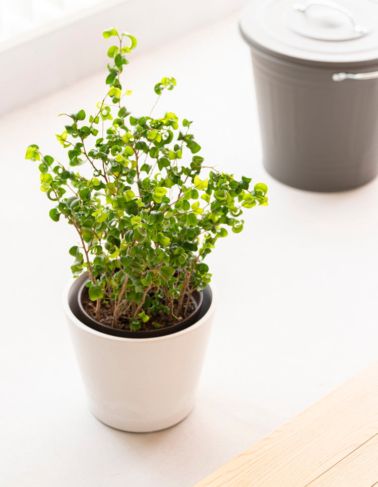 リッチェル ボタニー ハイドポット 23型 ホワイト 鉢 鉢カバー 植木鉢 プランターカバー 6号 7号鉢 丸型(代引不可)